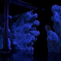 Yves Klein : l’infini bleu