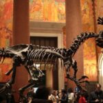 Muséum américain d'histoire naturelle