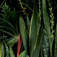 Le jardin des délices : Luzia Simons