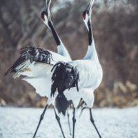 La résilience du corbeau : Lorraine Turci