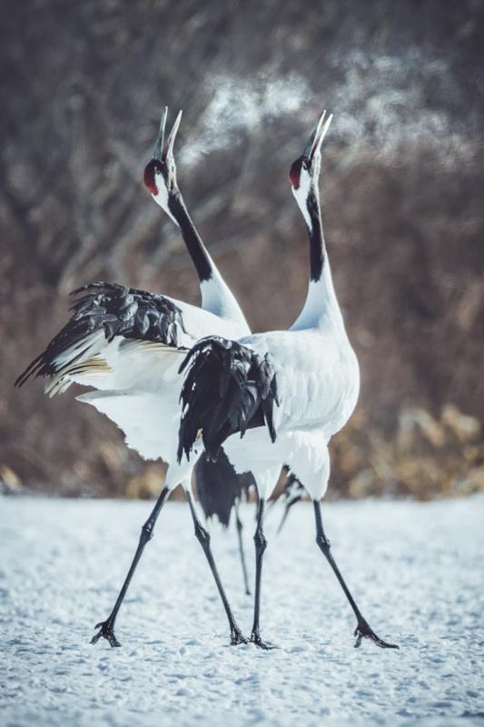 La résilience du corbeau : Lorraine Turci