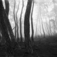 Exposition : "Des forêts, des esprits et des hommes, photographies de Bae Bien-u en Corse" - Palais Fesch - Aiacciu