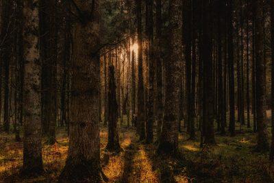 Exposition « Les forêts Occitanes »