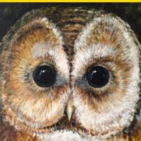 Exposition "Les chouettes - portraits"