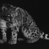 Exposition des artistes libres d'Alsace