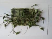 Pages végétales 2025, végétaux et fibres : Marie-Noëlle Fontan