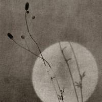 Diaphane : Ayako Takaishi