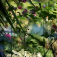 Terri Weifenbach : Jardins parisiens