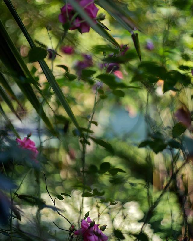 Terri Weifenbach : Jardins parisiens