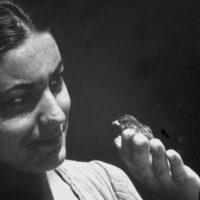 Annette Messager, Une hirondelle ne fait pas le printemps