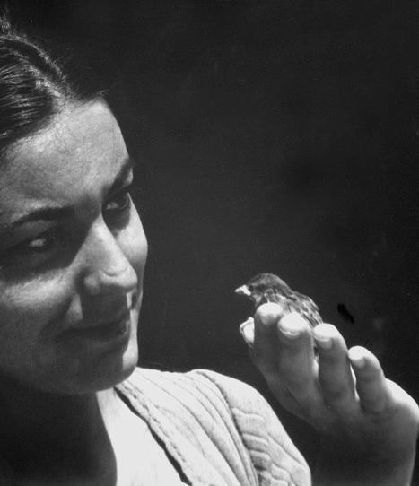 Annette Messager, Une hirondelle ne fait pas le printemps