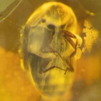 Captifs du temps : Alžběta Wolfová