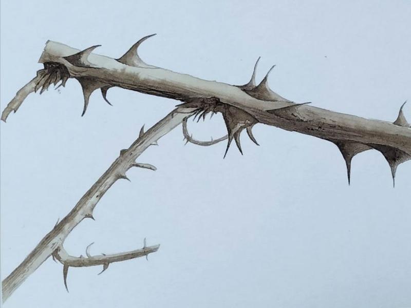 Exposition - les murmures du vivant