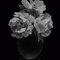 Pierre-Joseph Redouté, Thilo Westermann : Roses & Pivoines