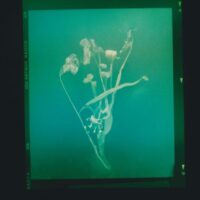 no flowers : Akosua Viktoria Adu-Sanyah