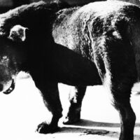 Daido Moriyama, Lettres d'amour à la photographie