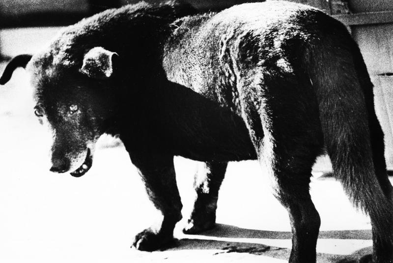 Daido Moriyama, Lettres d'amour à la photographie