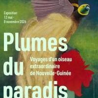 Plumes de paradis : Voyages d’un oiseau extraordinaire de Nouvelle-Guinée