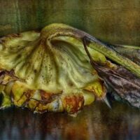 Remembering Autochromes : John Claridge