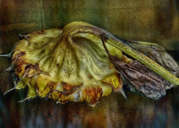 Remembering Autochromes : John Claridge