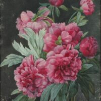 Roses & Pivoines