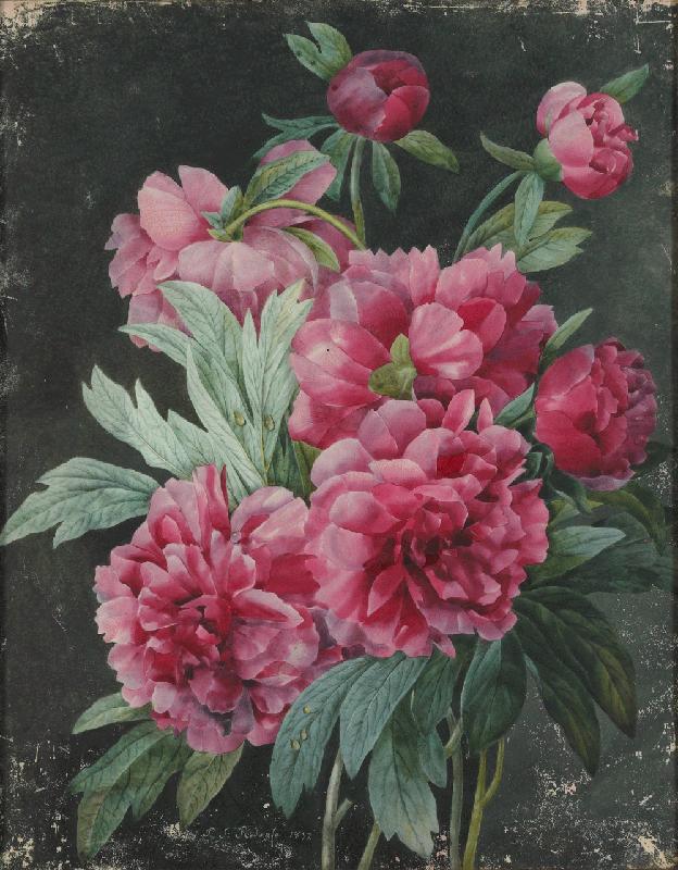 Roses & Pivoines