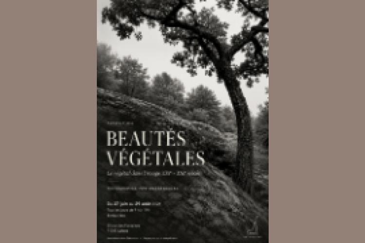 Exposition Beautés végétales