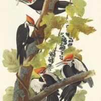 Histoires d'animaux