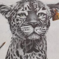EXPOSITION : TOUT AU BIC
