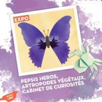 Exposition Pepsis Heros, arthropodes végétaux, cabinet de curiosité