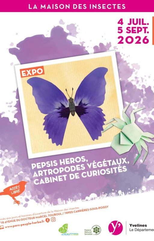 Exposition Pepsis Heros, arthropodes végétaux, cabinet de curiosité