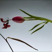 Still Life : Satoshi Saïkusa