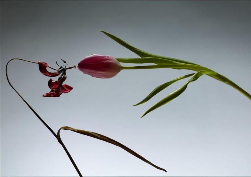 Still Life : Satoshi Saïkusa