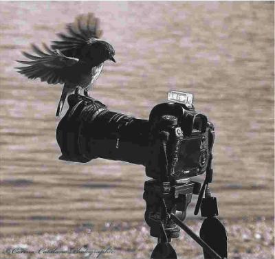 2E FESTIVAL DE LA PHOTOGRAPHIE – SOREZE