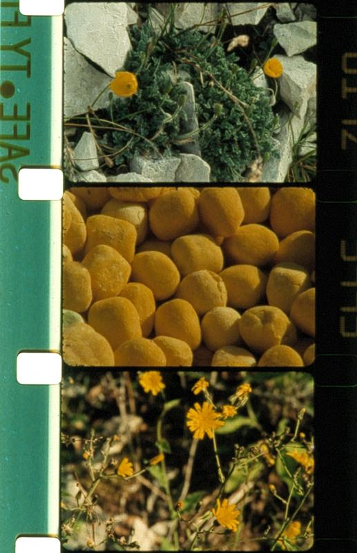 Rose Lowder. La Source de la Loire et autres films