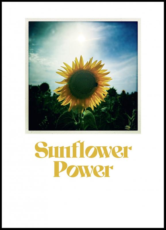 Sunflower Power